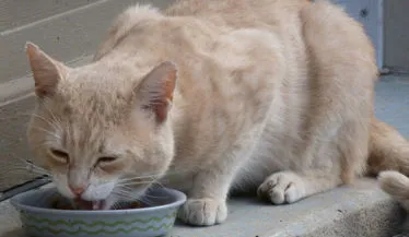Prodotti per animali